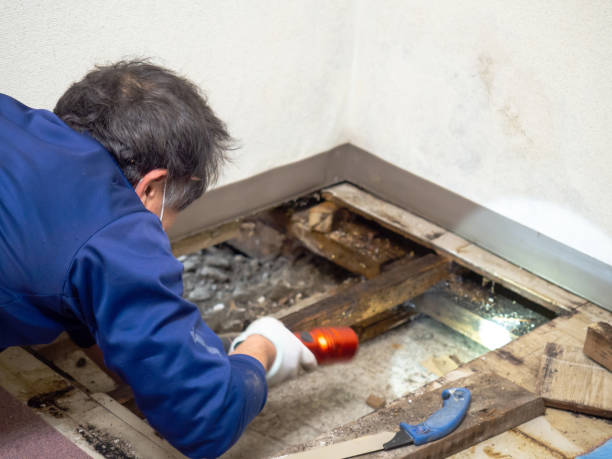 Best Professional Mold Removal  in Lake Worth, TX