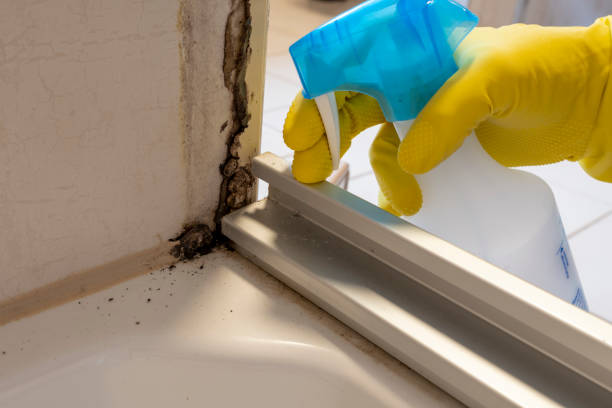 Best Mold Damage Repair  in Lake Worth, TX
