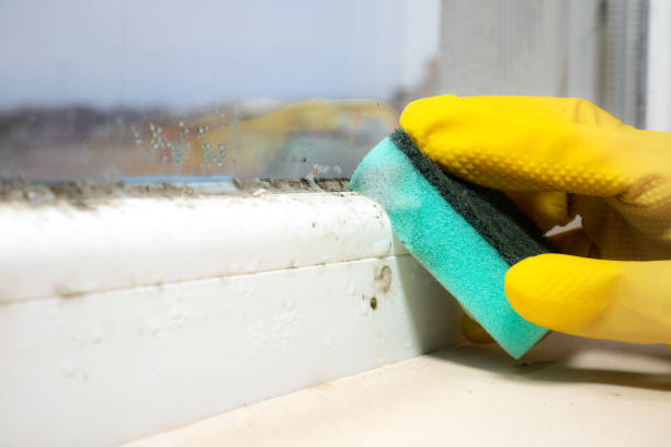 Best Certified Mold Removal  in Lake Worth, TX