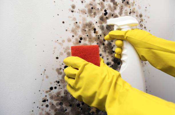 Best Toxic Mold Removal  in Lake Worth, TX