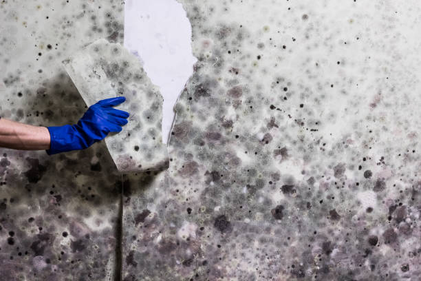 Mold Removal and Inspection in Lake Worth, TX