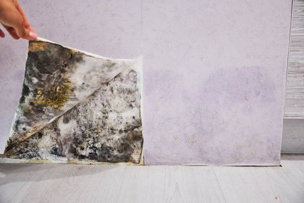 Reliable Lake Worth, TX Mold Removal Solutions